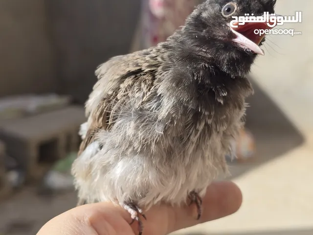 بلبل فايتر