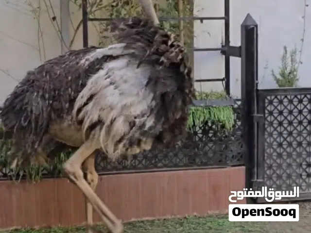 نعام افريقي عمر سنه في صنعاء