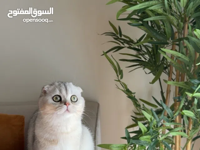 سكوتش فولد بيور انثى