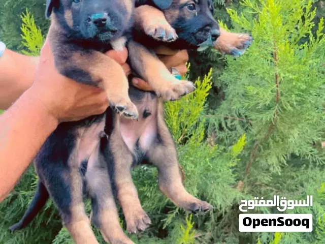 جراوي مالينو مغنجات استراد تونس