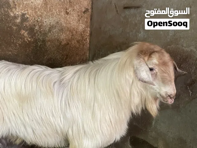 صخل عماني فول سمنه وقابل بل معقول
