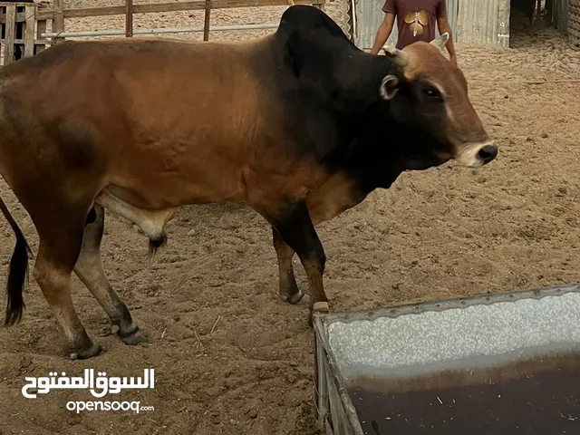 ابقار محليه
