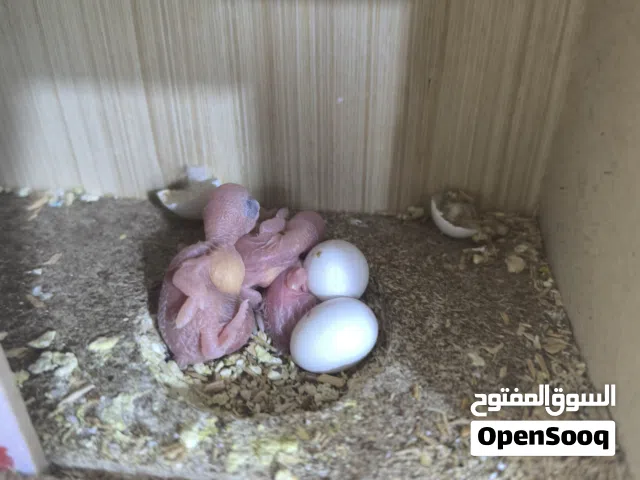 زوج مع افراخهن 3