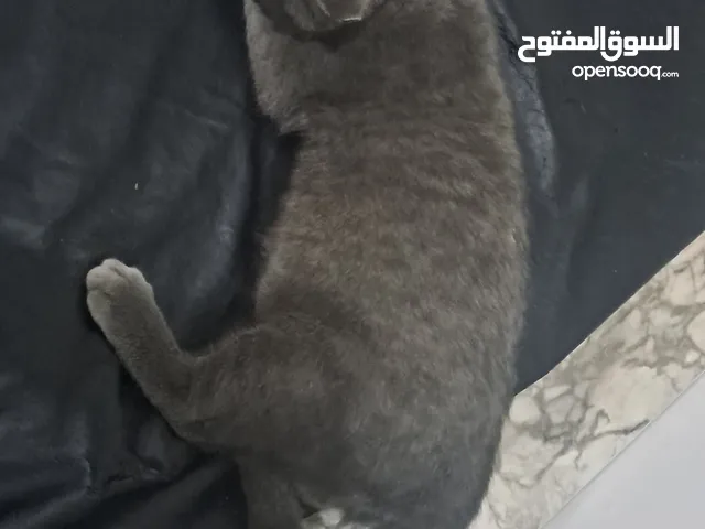 ننلاتللااا
