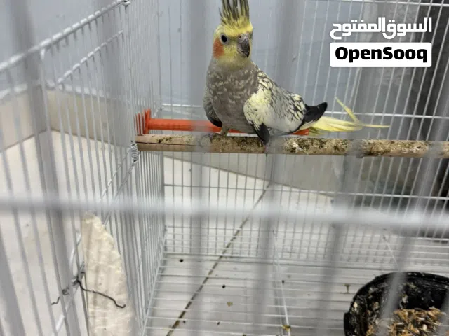 كروان البيع ذكر طير نضيف