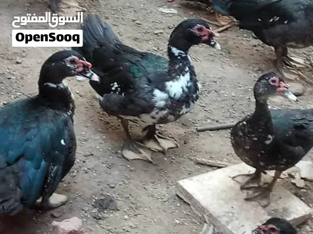 موجود بط بلدي اناثي كبير وذكر