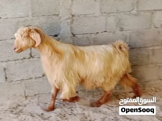 شاه جامودي عشار