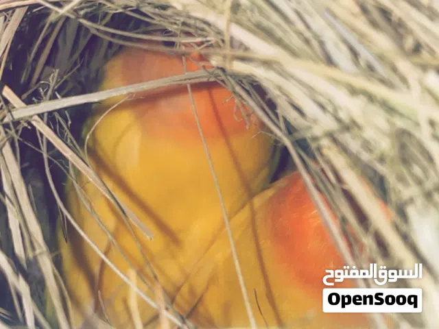 كوبيه اورنج تحتها 5 دحيات والخمسه مخصبات للبيع