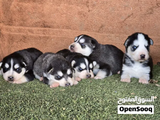 هاسكي جانيت  الحجم الضخم الشعر الطويل والجمجمه عريضه