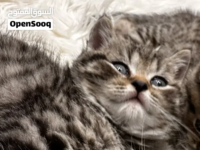 أنثى سكوتش ستريت للبيع