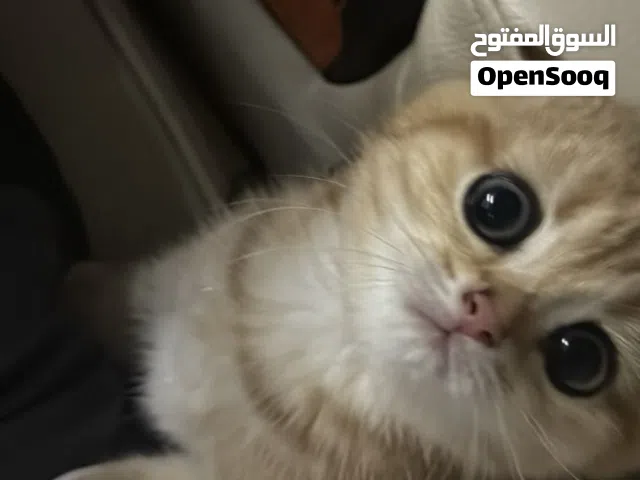 سكوتش فولد للبيع