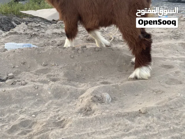 اغنام للبيع