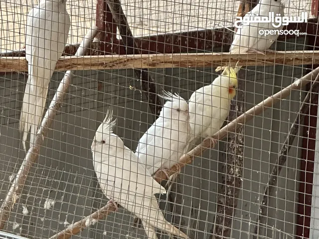 للبيع كوكتيلات