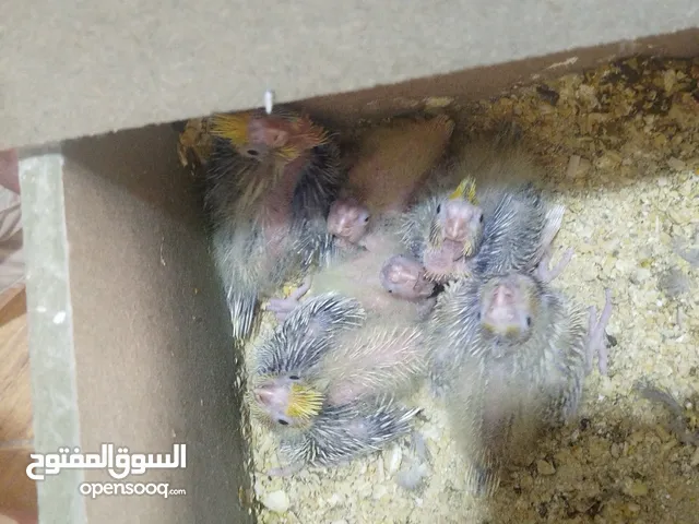 6 فراخ كوكتيل ببغاء وايضا 3 نفس النوع مفطوم واليف