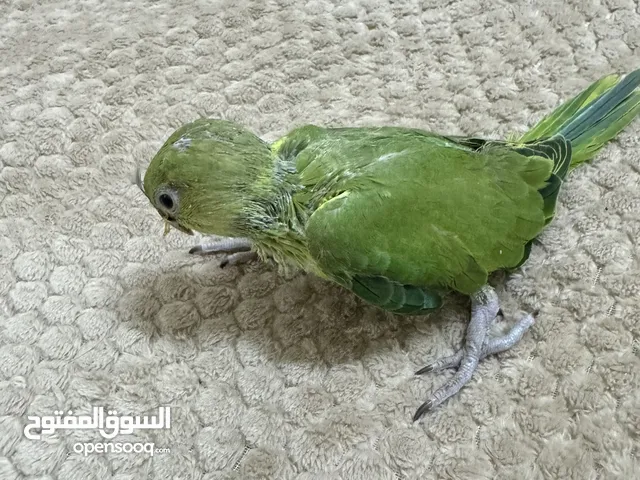 دره خضرا صحتها ممتازه