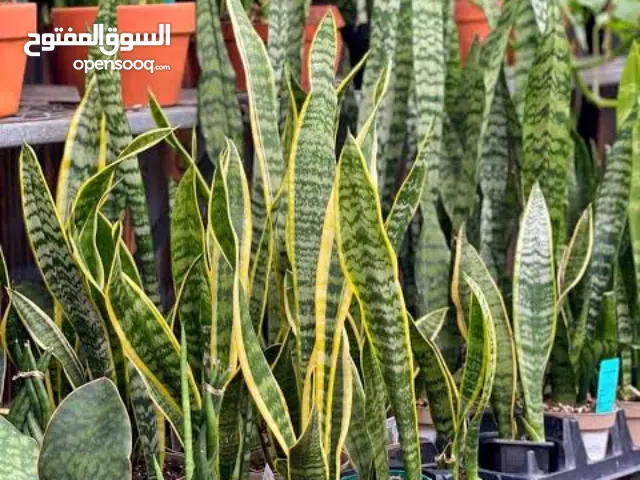 Snake plant 2 Variation with different sizes