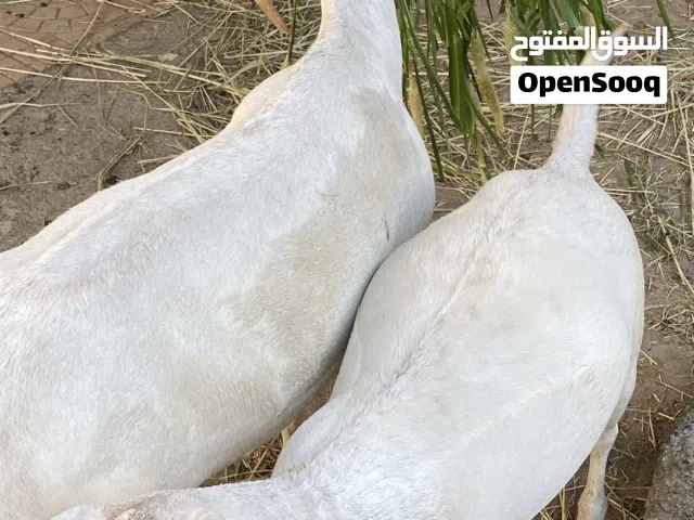 حلال صلاله للبيع فوول سمنة ماشاءالله