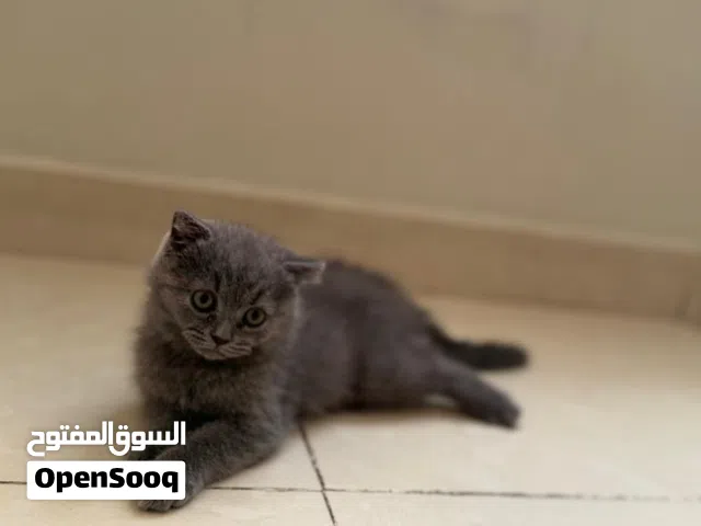 قط ذكر سكوتش فولد
