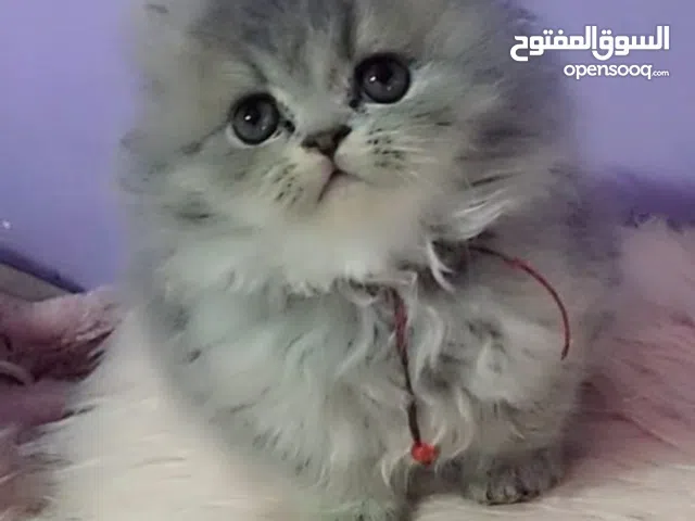 قطط بيرسانغ للبيع تاكل و متعلمه مرحاض مرحه و لون العين تتبدل على حسب الضوء ازرق او اخضر من اب و ام