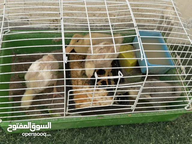 ثنتين بط وثنتين صوص