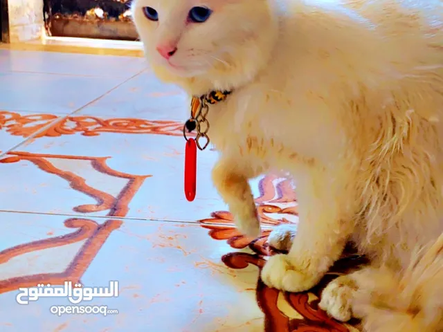 قط ذكر شيرازي منظم الله يبارك عليه