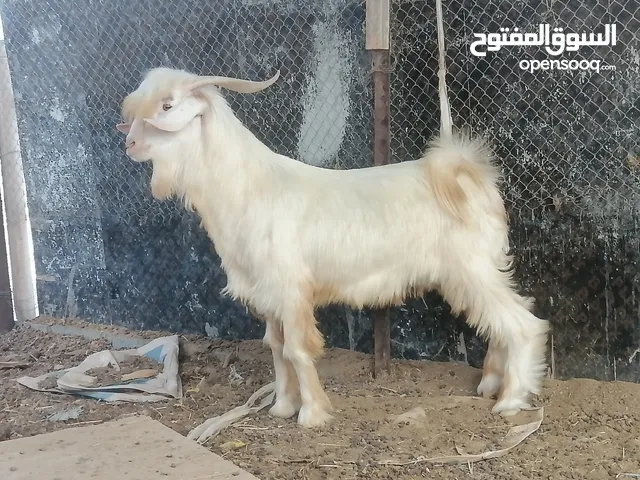 تيس عماني للبيع