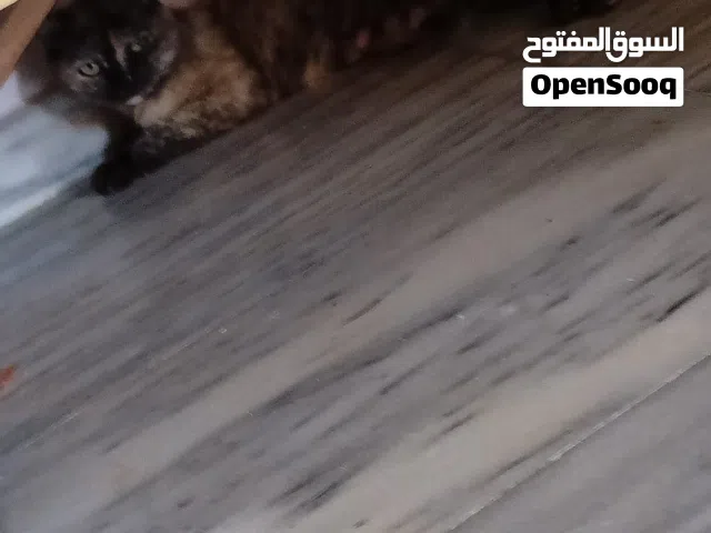 قطط للتبني (للتنبيه : الاثنين معا)