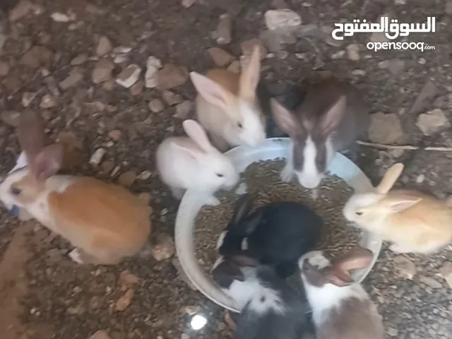 ارانب بلدي بصلاه على النبي فراخ اعمار 75 يوم عدد 15 وعمر شهر عدد 16
