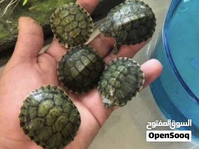 سلحفاه برمائيه ذات الاذن الحمراء