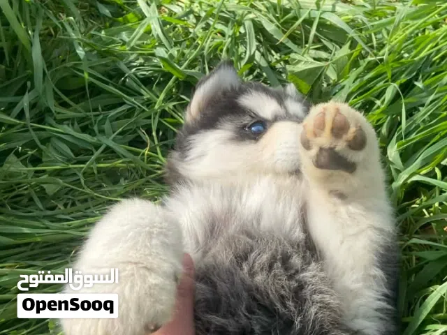 جروه هاسكي عمر 45 يوم أعلى صنف للبيع