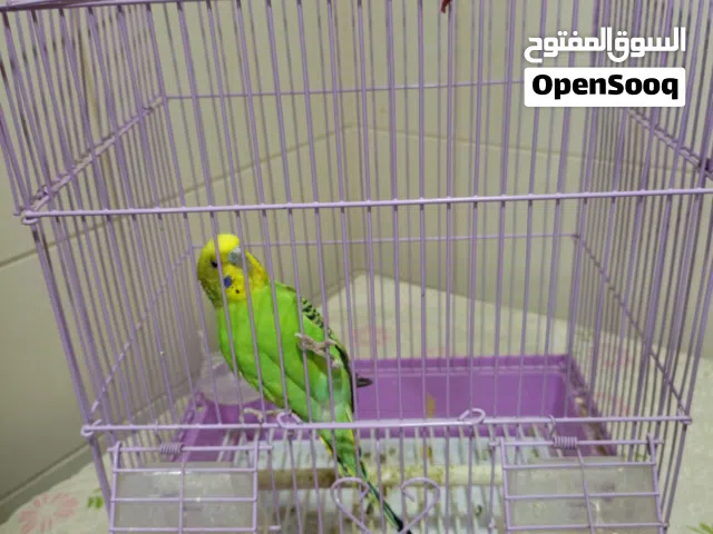 طير هند للبيع