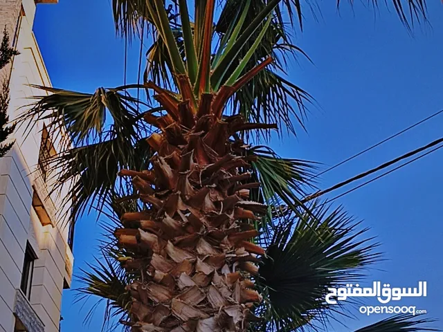 نخيل / نخلتين كبار  للزينة