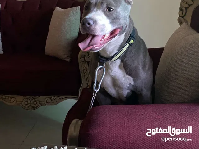 كلب بيتبول امريكي اقرأ الوصف