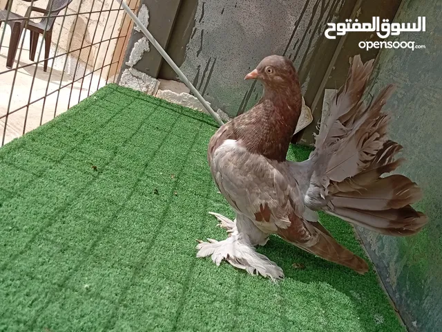 هزازات سعر حرررررق الوان مشكلة و حباااات بتجننننن