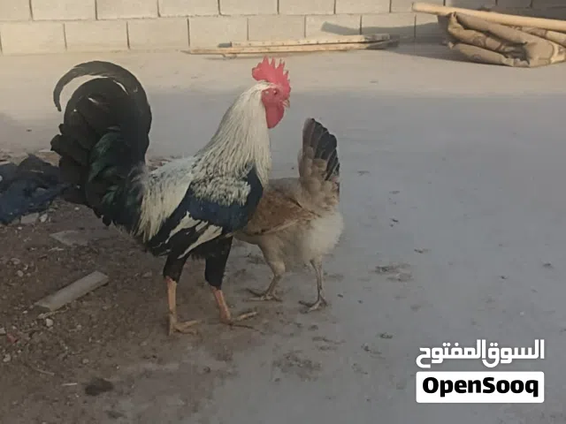 ديج ودجاجه دندراوي فواتح