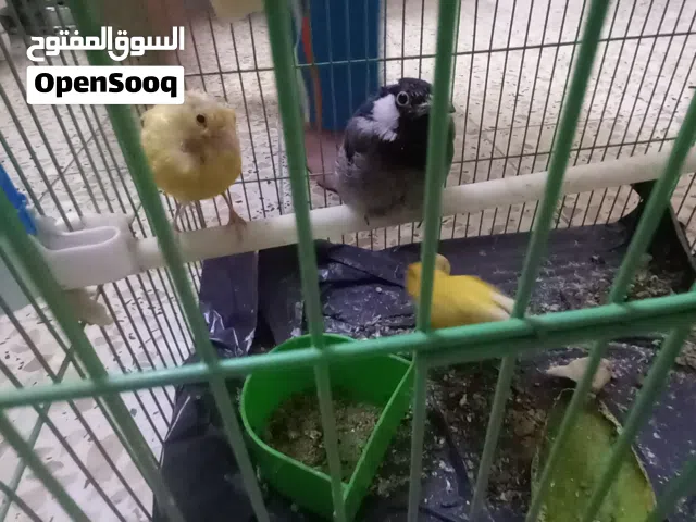 بلبل ذكر و زوج طيور. كناري