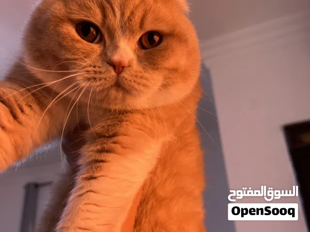 سكوتش للبيع