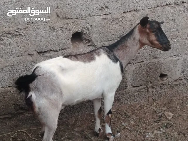 للبيع شاه عمانيه وصخله اثيوبيه