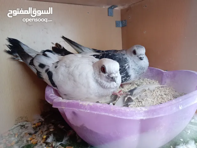 جوز بواز للبيع