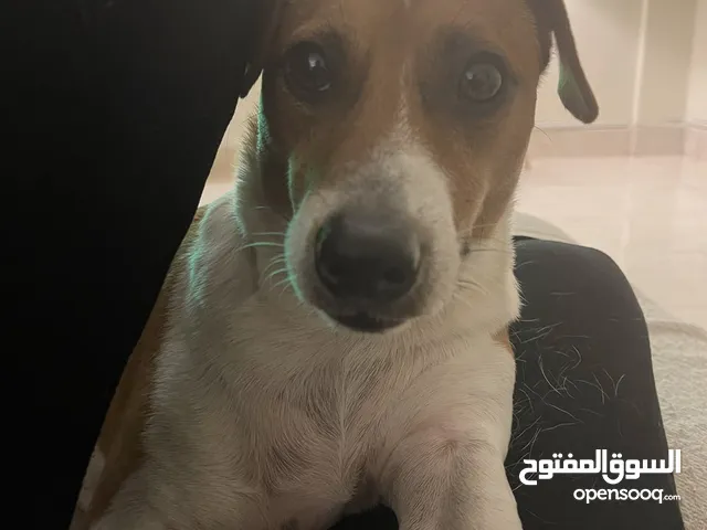 Jack Russell For Adoption