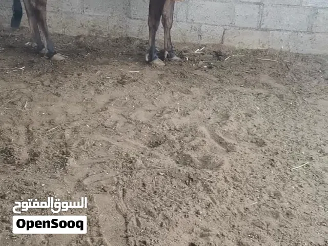بقره تهجين