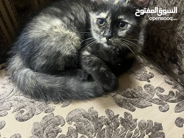 قطه لتبني توصيل دينارين