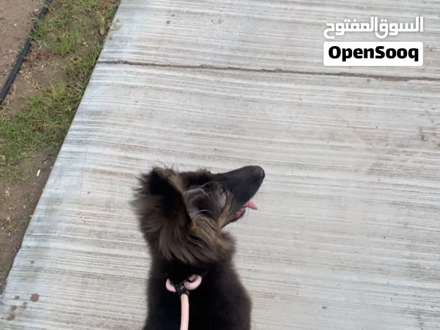 جيرمن شيبرد  أليف مع الأطفال