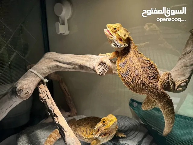 Bearded dragon breeding pair