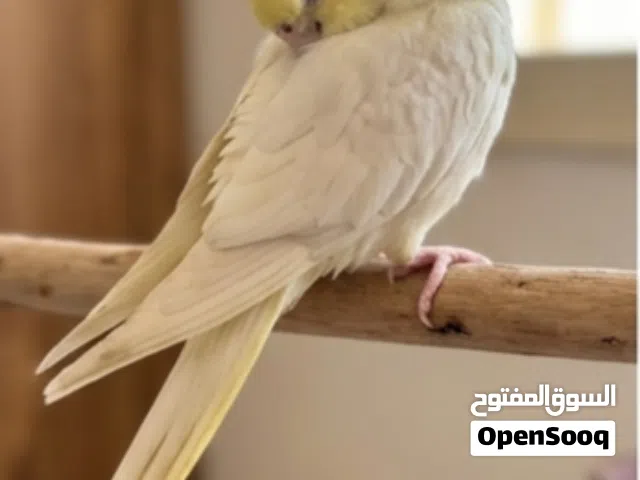 ببغاء كوكتيل مروض فل الحجم جامبو العمر شهرين مفطوم التواصل على الوتساب ببغاء كوكتيل مروض فل.........