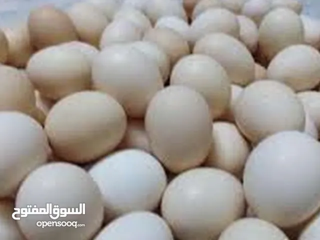 بيض بلدي نسبه تخصيب أكثر من 90٪ 