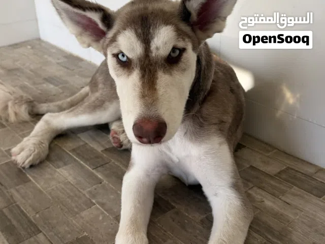Female malamute husky