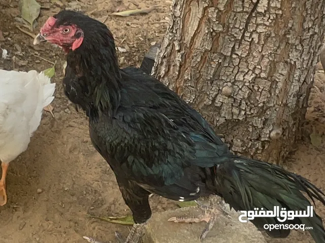 ديك تايلندي بيور استراد تايلند العمر سنه ونص ، الديك كامل وجميل وبصحه جيده لكن ناقصنه وزن ،