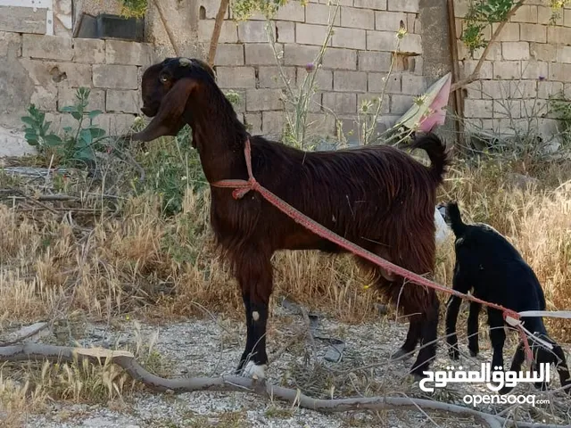 عنز شاميه للبيع