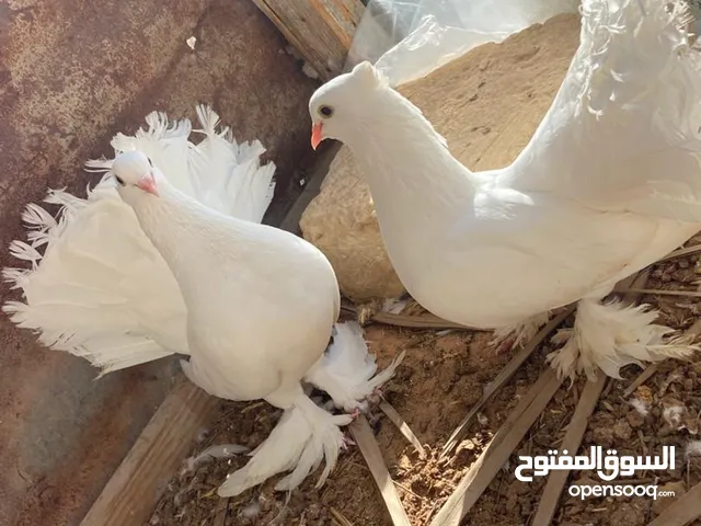 احمام كوبيا الانداوي